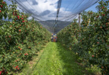 Apfelernte: Klimawandel setzt Apfelbauern zu