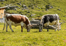 „Wiener Kuh“ mit Tiroler Wurzeln