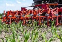 Erfolgsstrategien für den Maisanbau im Trockengebiet