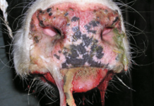 Erster Fall nun auch in Oberösterreich aufgetreten