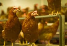 Vogelgrippe: Ganz Österreich als Gebiet mit erhöhtem Risiko eingestuft