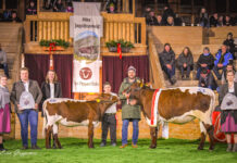 Starke Tiroler bei Pinzgauer-Jungzüchtercup