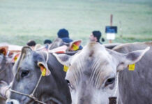 Seit genau 130 Jahren im Dienst der Rinderhalter