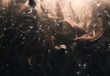 Fünf Millionen Euro für bäuerliche Fischproduktion