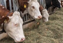 Zwei Jahrzehnte Heumilch: ARGE zieht Erfolgsbilanz