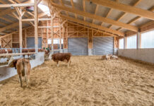 Neue Landesförderung für Tierwohl-Investitionen