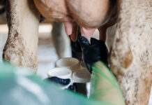 Ein gesundes Euter ist die Basis für den wirtschaftlichen Erfolg im Kuhstall