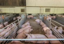 Schweinebauern: Gute Preise, aber kaum Investitionen