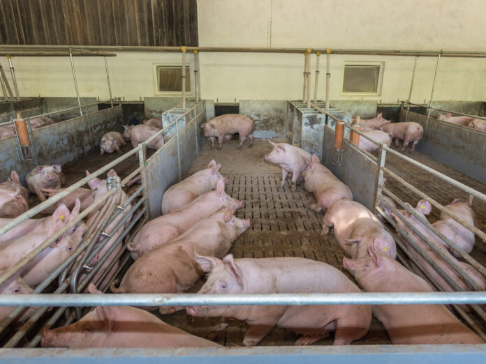 Tierwohlstall 25 ID84789