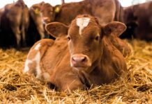 Aus Stallkalk wird BOKA STALL®