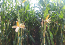 Maissorten mit Ertrag und Qualität von KWS für einen erfolgreichen Anbau 2025