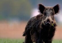 Afrikanische Schweinepest: Wildschwein und Mensch sind die Schlüsselfaktoren