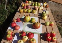 Neue Konzepte für den Streuobstanbau