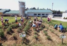 Erdäpfel ernten in der Schulstunde