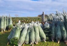 Die Tannen sind bereit für ihren festlichen Auftritt