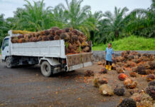Palmöl-Einfuhren in die EU rückläufig