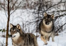 Ein Königreich für die Jagdlizenz