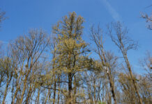 Neue Hoffnung für die Esche