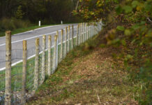 Zäune allein schützen nicht gegen die Schweinepest