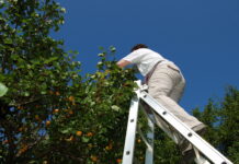 Potential bei Obst- und Gemüse-Anbau