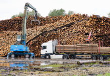 Nadelsägerundholz trotzt der Wirtschaftsflaute