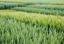 Heimische Pflanzenzüchter am Puls der Zeit