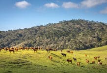 Bauernbund hält fest an „Nein zu Mercosur-Abkommen“