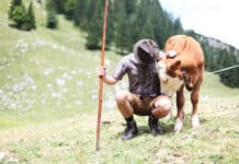 Personalmangel auf den Almen