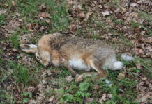 Schweinehalter aufgepasst: Hasenbrucellose in Kärnten