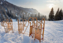 Mein gutes Recht: Im Wald muss mit Bäumen gerechnet werden
