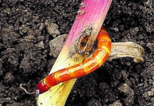 LUMIPOSA – Systemisch wirksame insektizide Saatgutbeize