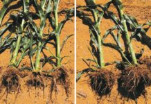 Der neue Wurzelbooster RESID MG