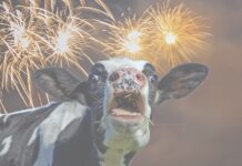 Silvester: Knallerei und Müllberge