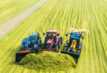 Maissorten mit Fokus auf Qualität und Ertrag