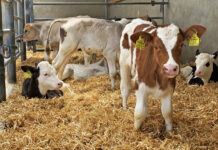 Kalb rosé bringt Mehrwert für heimische Betriebe