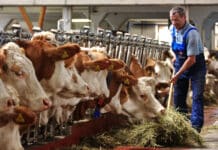 Nach Einigung von EU mit Mercosur: Empörung und Widerstand bei Bauern