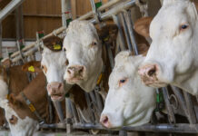 Tbc-Verdacht im Tiroler Oberland