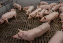 Vollspaltenverbot: Verfassungsrichtern sind vorerst die Hände gebunden