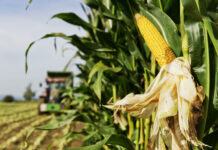 Ein herausforderndes Jahr für den Silomaisanbau