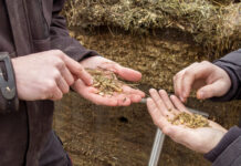 Wie gut ist meine Maissilage?