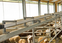 Populismus auf Kosten der Rinderbauern