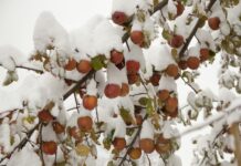 Erfolgreiche Obstbaumaktion 2024