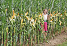 Achtung: Zuchtfortschritt bei Silomais