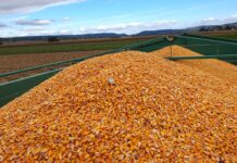 Gute Ausgangslage für den Maisanbau 2025