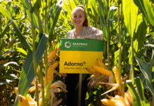 Leistungsstarke Maishybriden der Saatbau Linz