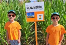 Ertragssicherheit und Qualität für einen erfolgreichen Maisanbau 2025