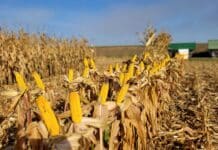 Maissorten mit Fokus auf Qualität und Ertrag