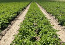 Auf dem „Highway“ durch den Kartoffelacker