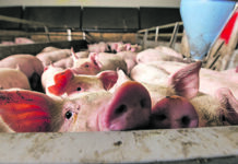 Förderungen für die Land- und Forstwirtschaft