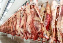 EU verzeichnet Exportplus bei Rindfleisch